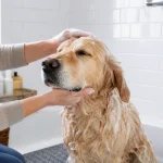 Calm dog being bathed in a bright bathroom with gentle handling