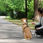 Dog owner training a dog to stay calm around strangers at a safe distance